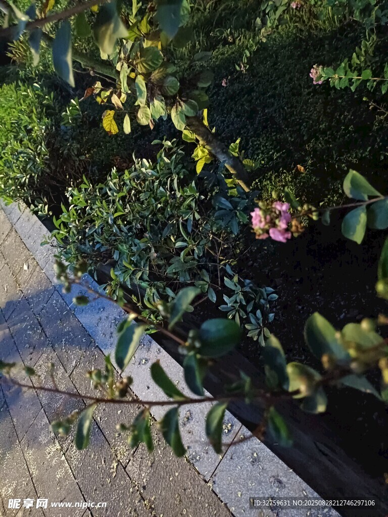 花园小径旁的绿植与花朵