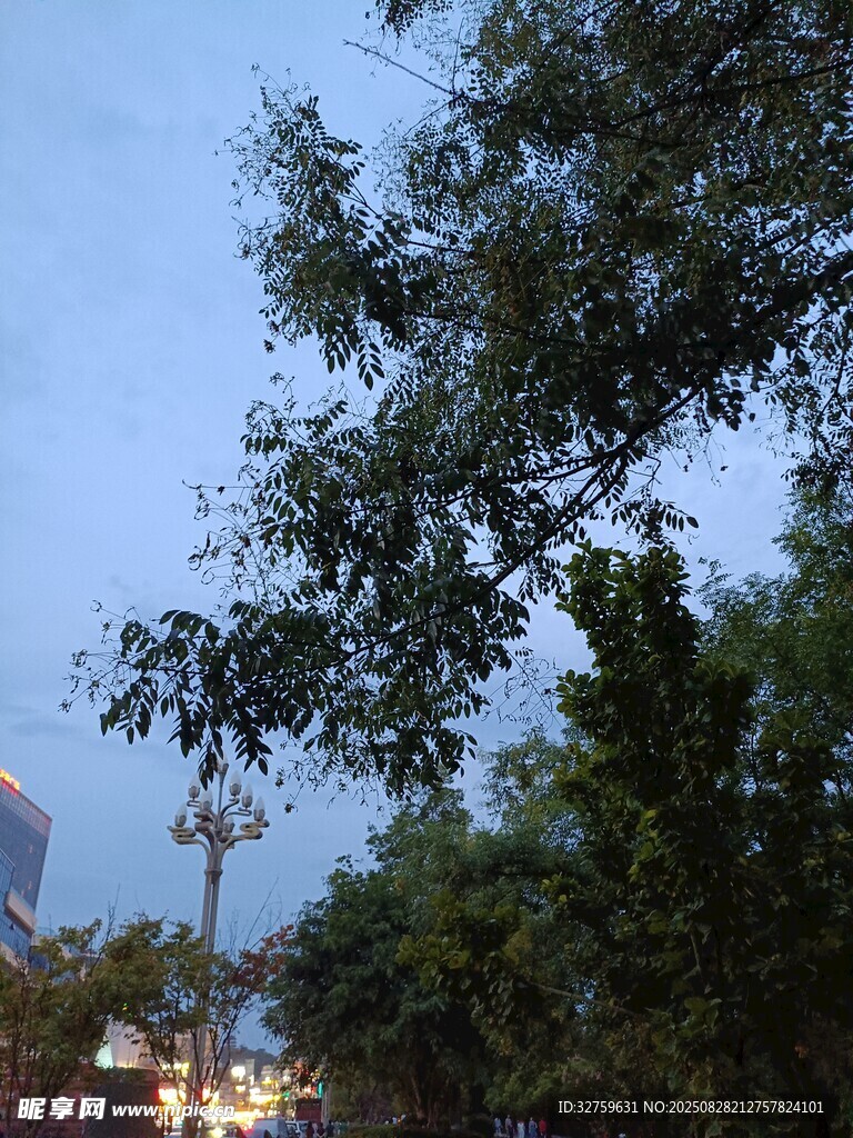 黄昏下的树木与城市景象