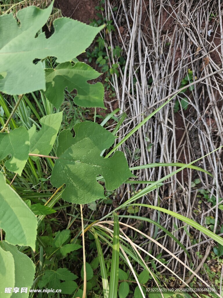 绿叶紫茎植物特写