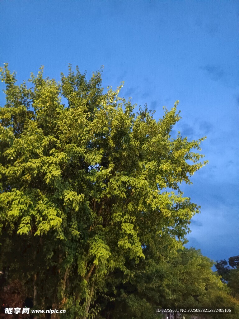 蓝天映衬下的葱郁绿树