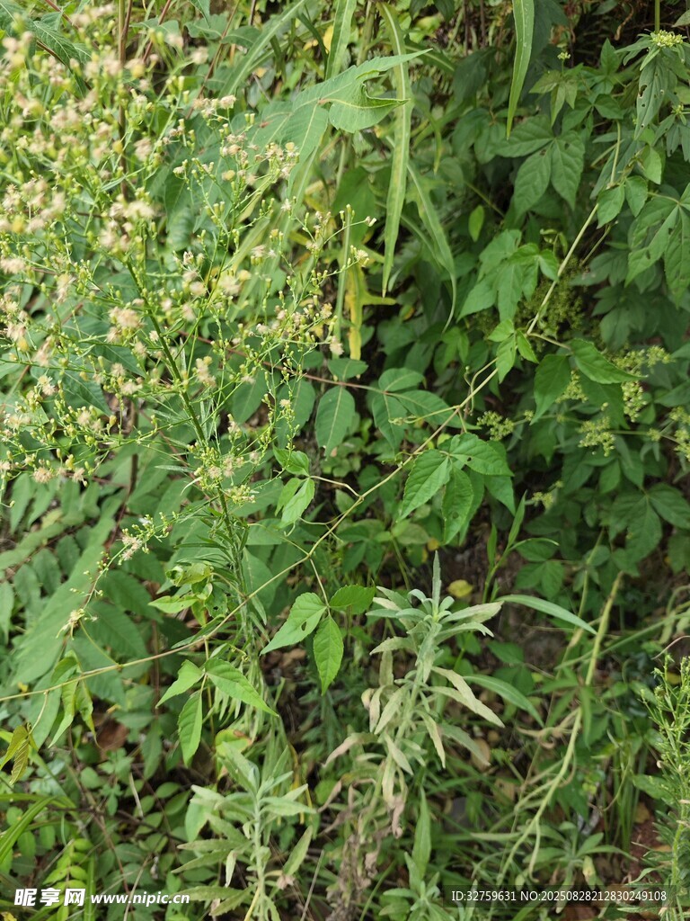 繁茂绿植景观