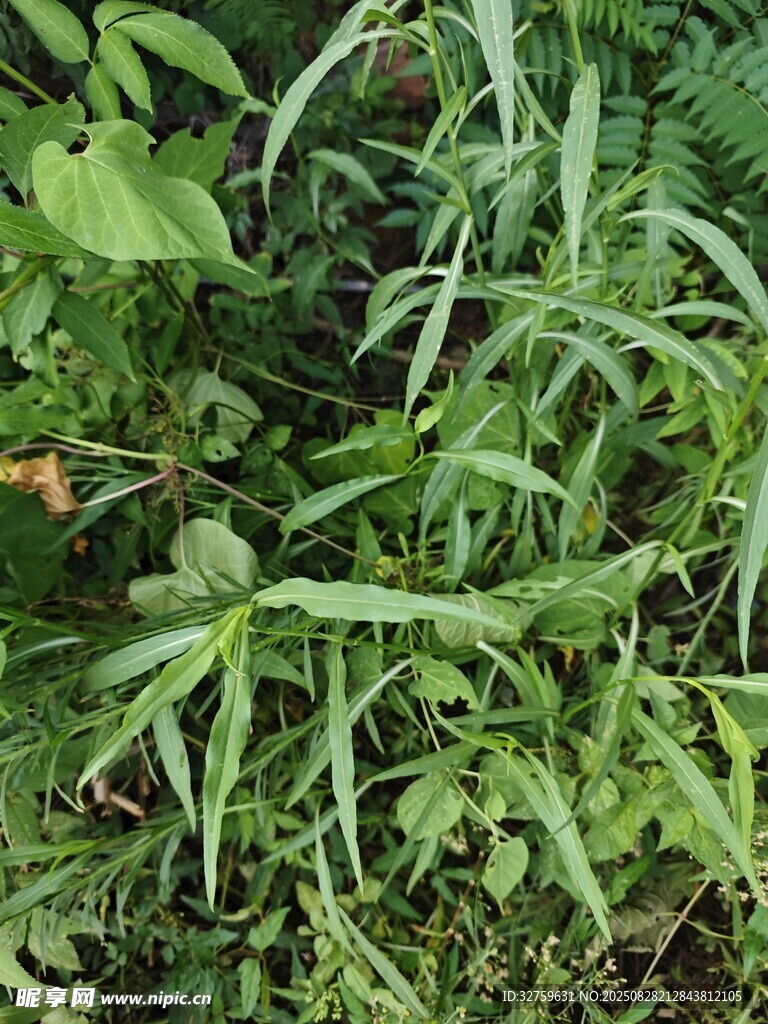 野外繁茂的绿色植物