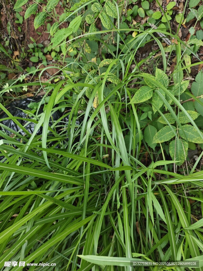 翠绿茂盛的青草植物