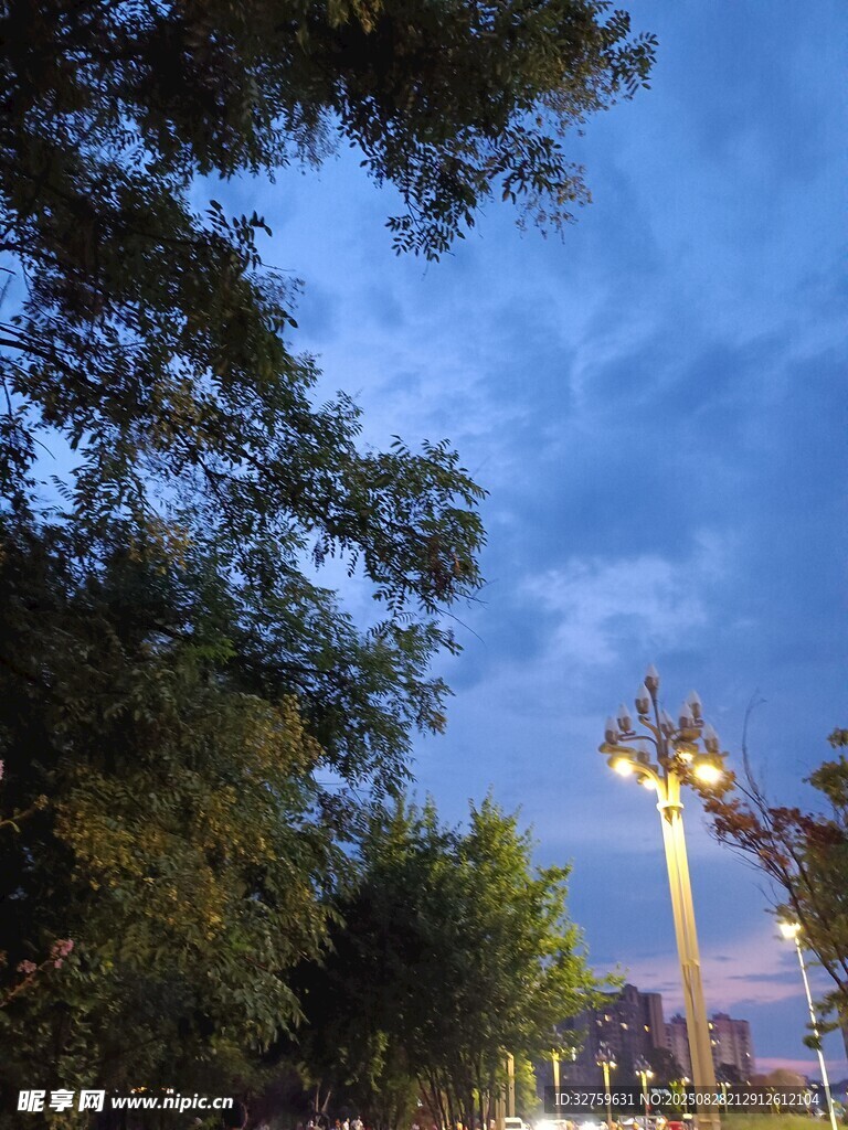 夜幕下的树木与城市灯光