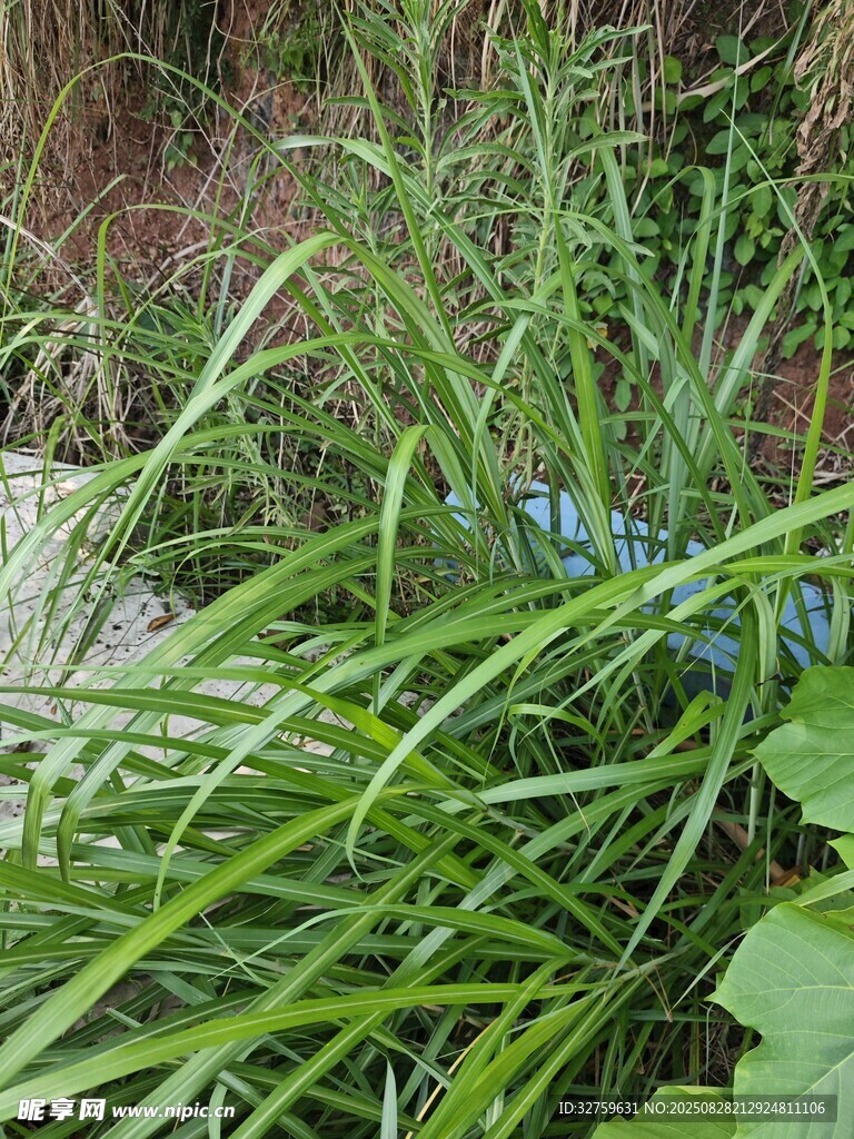 翠绿草丛中的清新景致