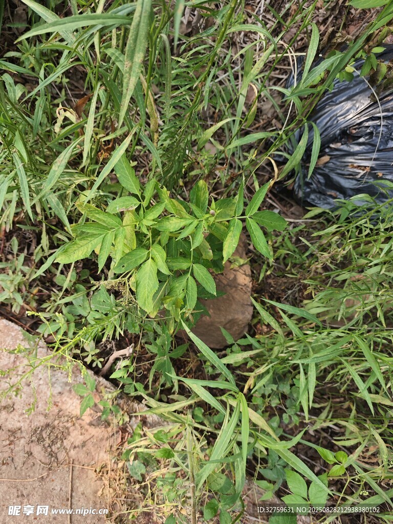 草丛中的神秘黑色物体