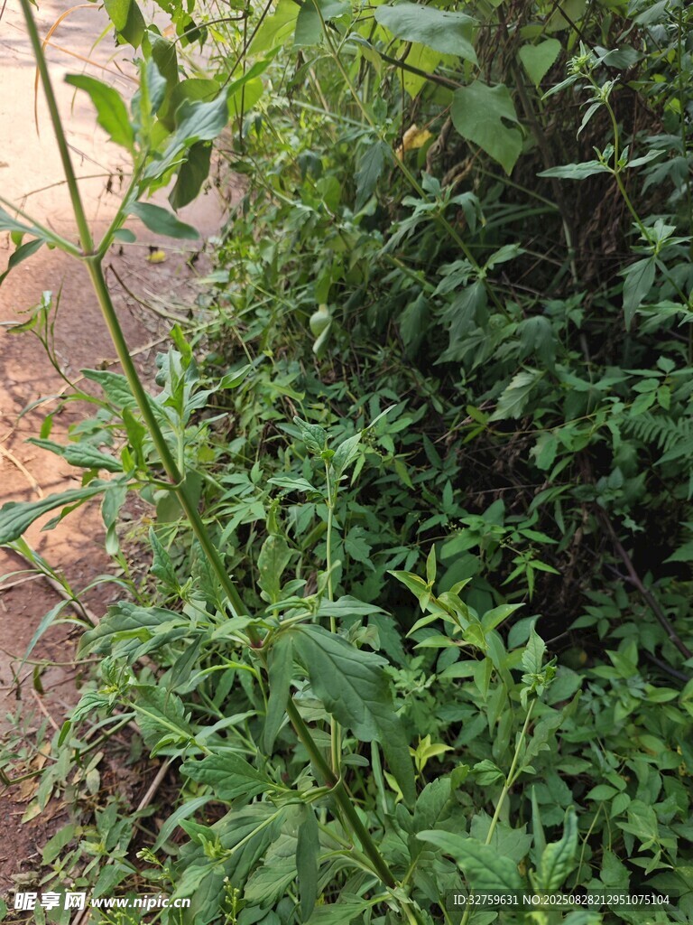 野外丛生的绿色植物