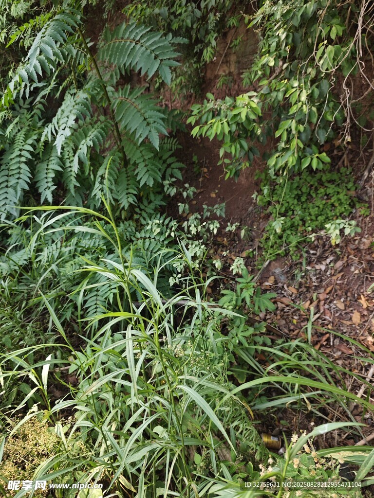 繁茂绿植景观