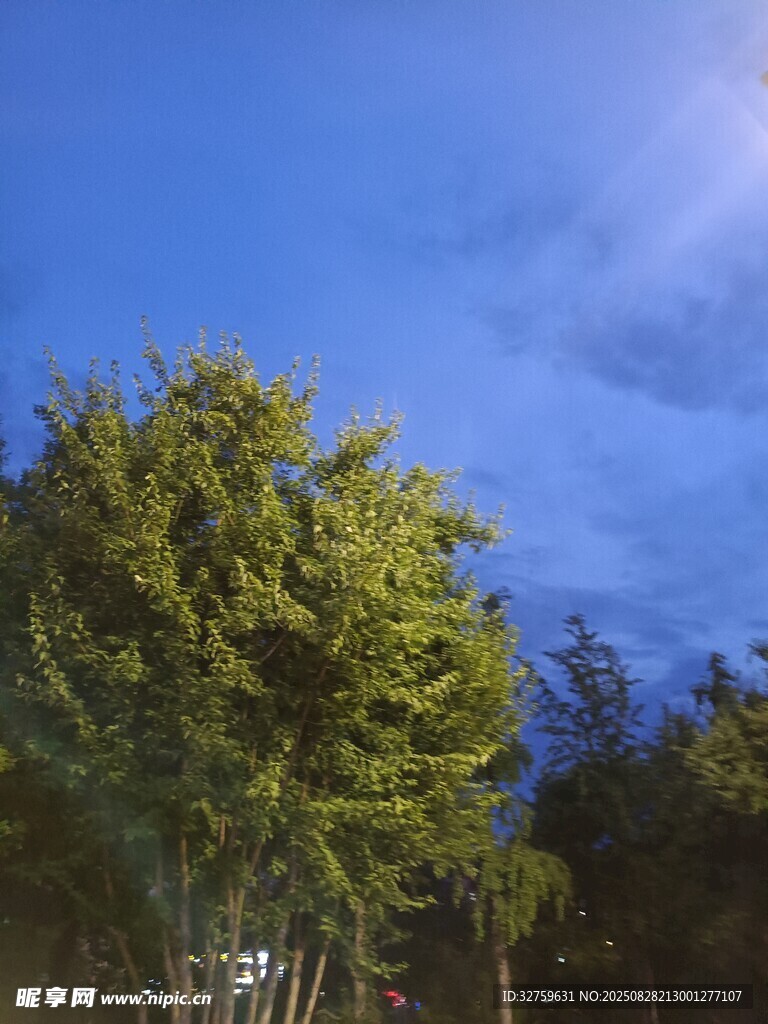 夜幕下的葱郁树木