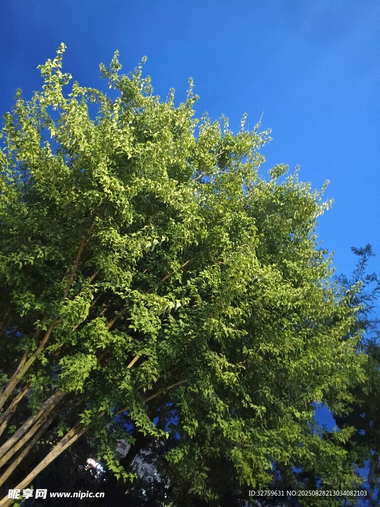 蓝天映衬下的翠绿竹林