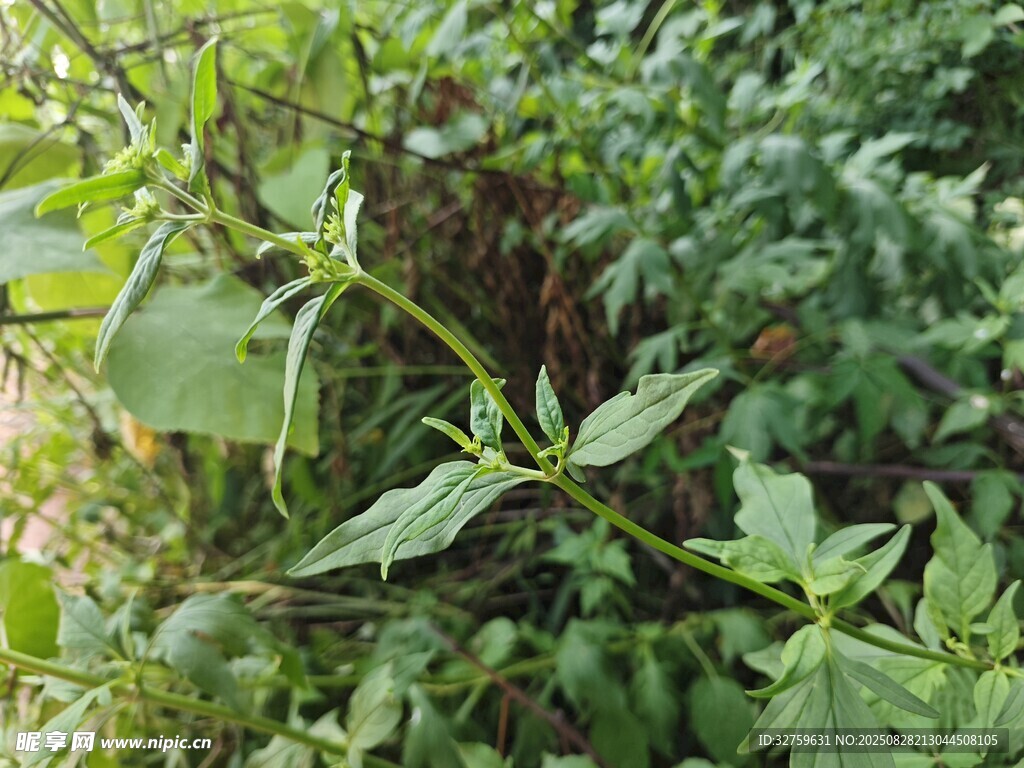 绿叶繁茂的植物景象