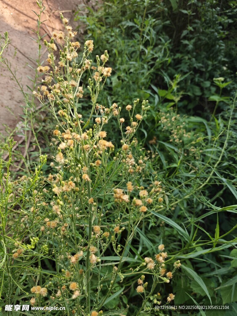 阳光下的黄色小花植物