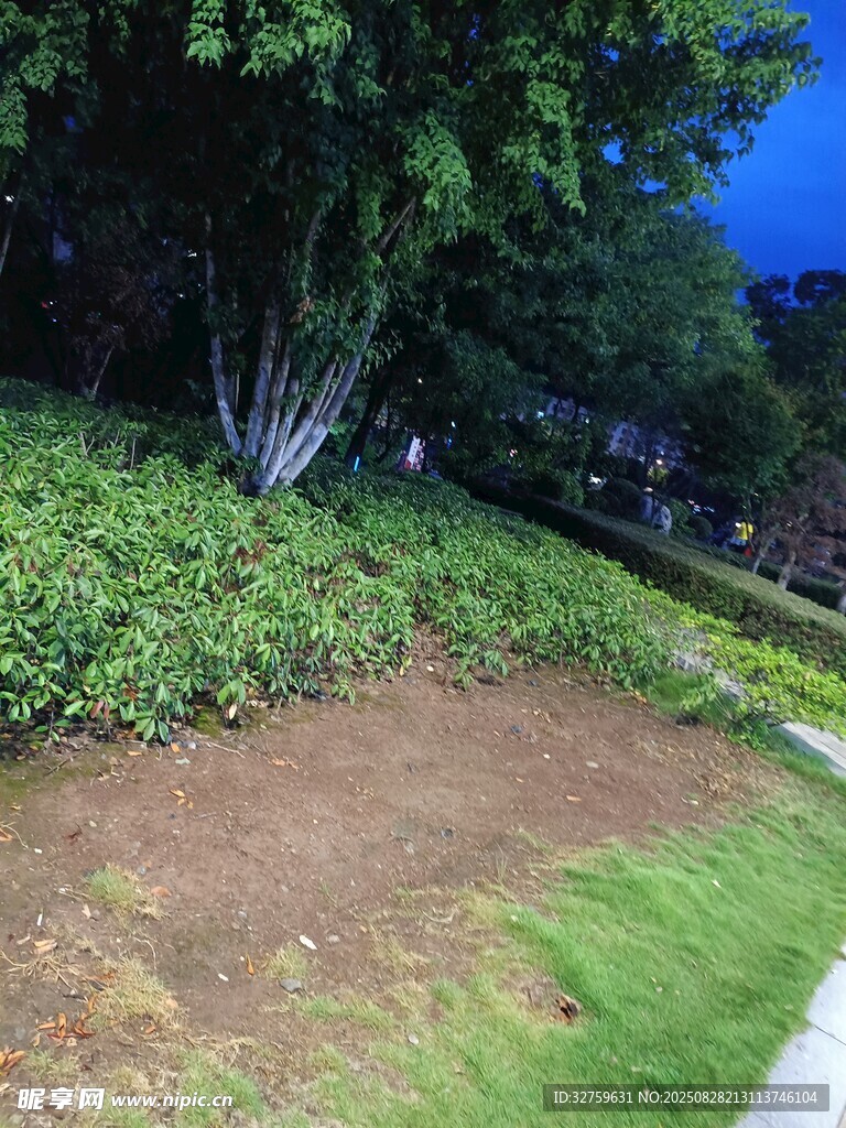 户外绿植环绕的泥土小径