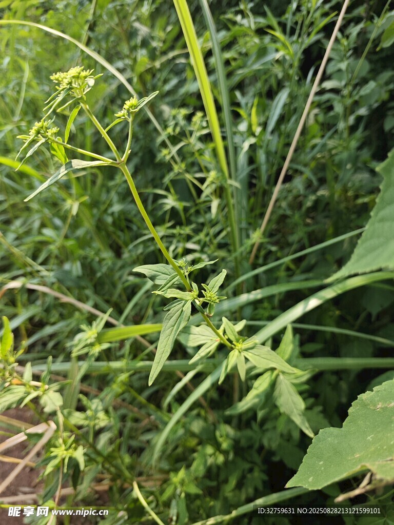 繁茂的野生植物景观
