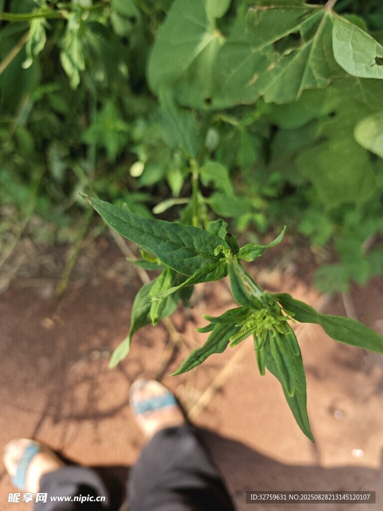 脚下的绿色植物