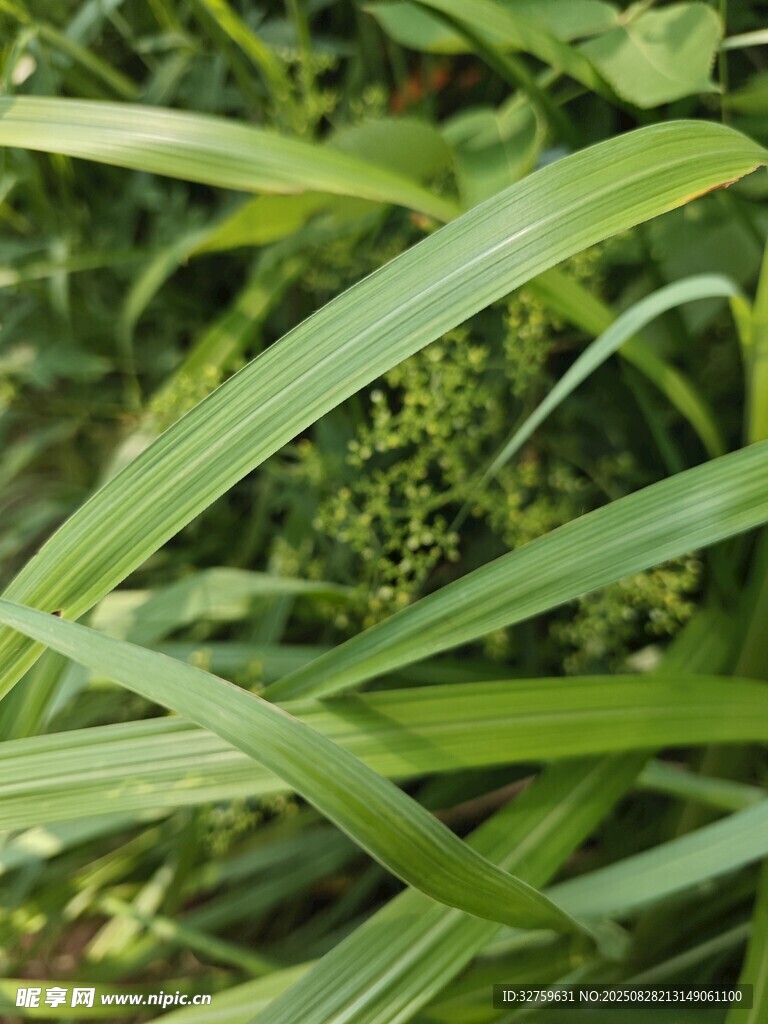 嫩绿细长叶片特写