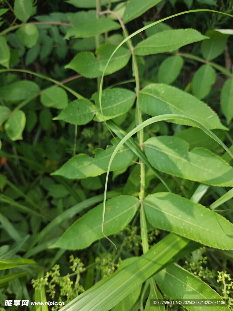 绿色植物特写