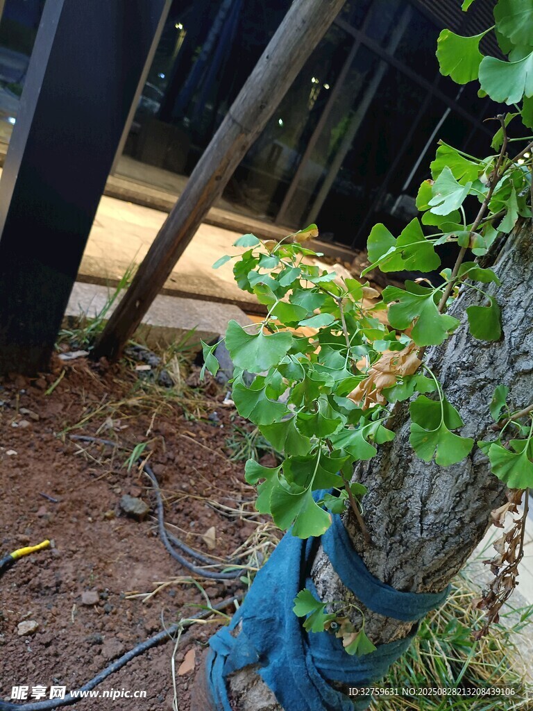 盆栽绿植 