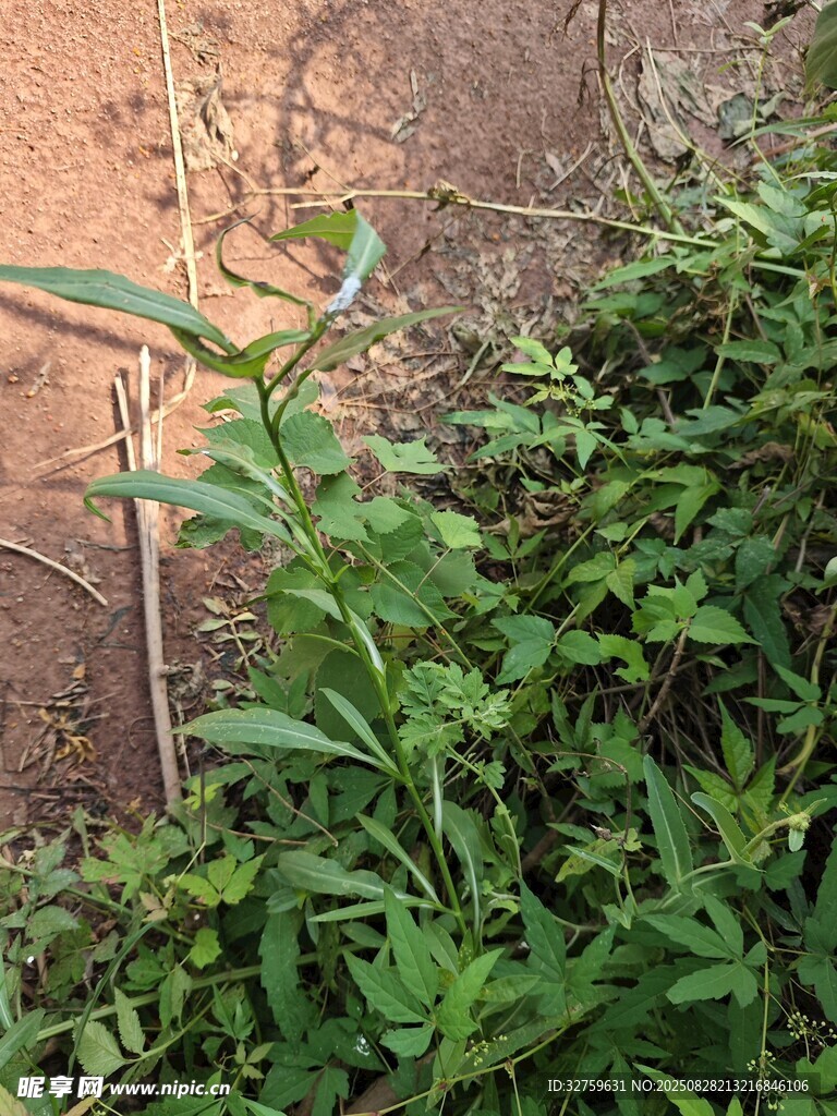 野外丛生的绿色植物