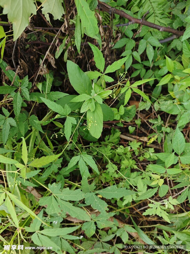 茂密绿植景观