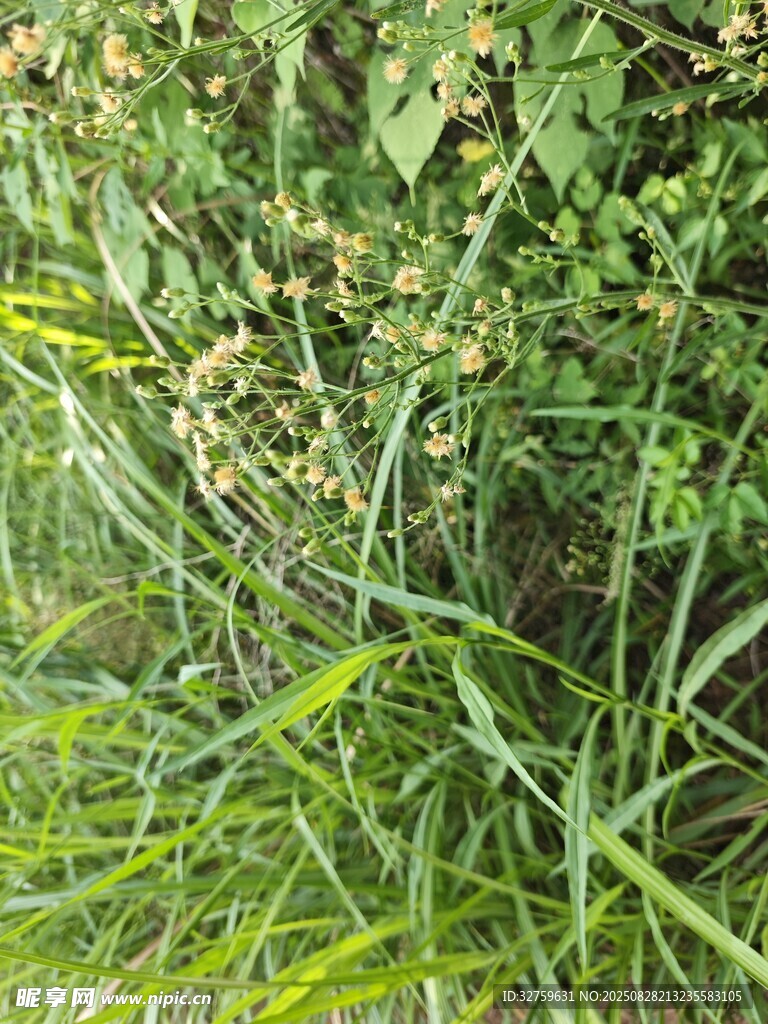 茂盛的绿色草地植物景观