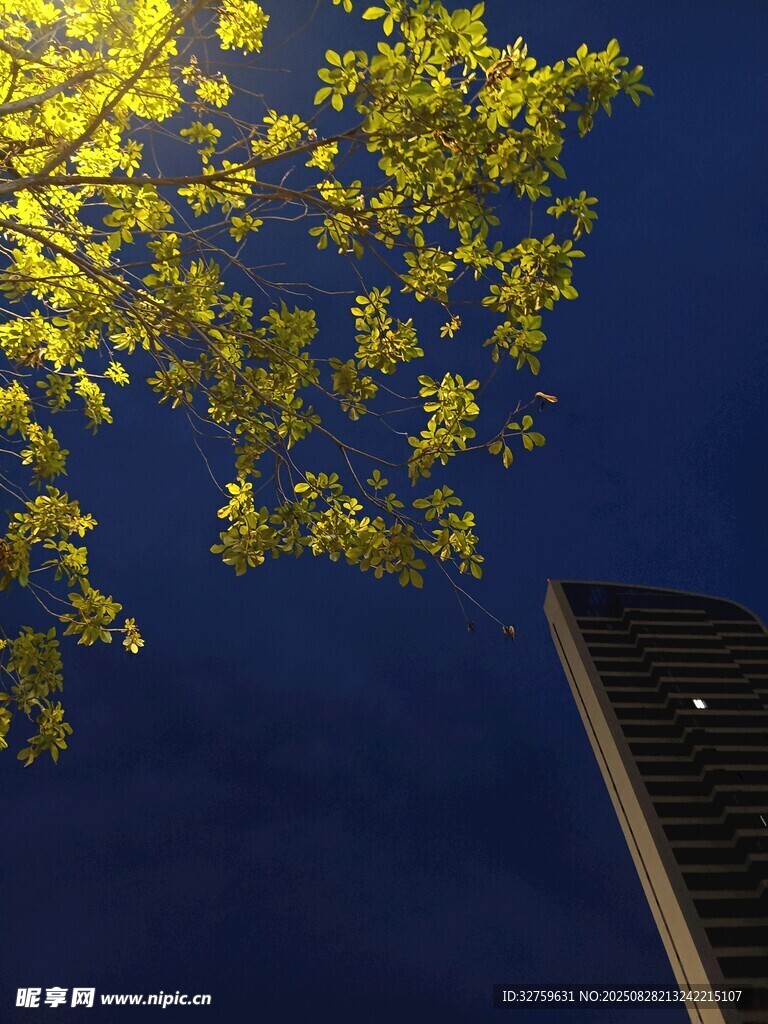 夜空下的黄叶与高楼