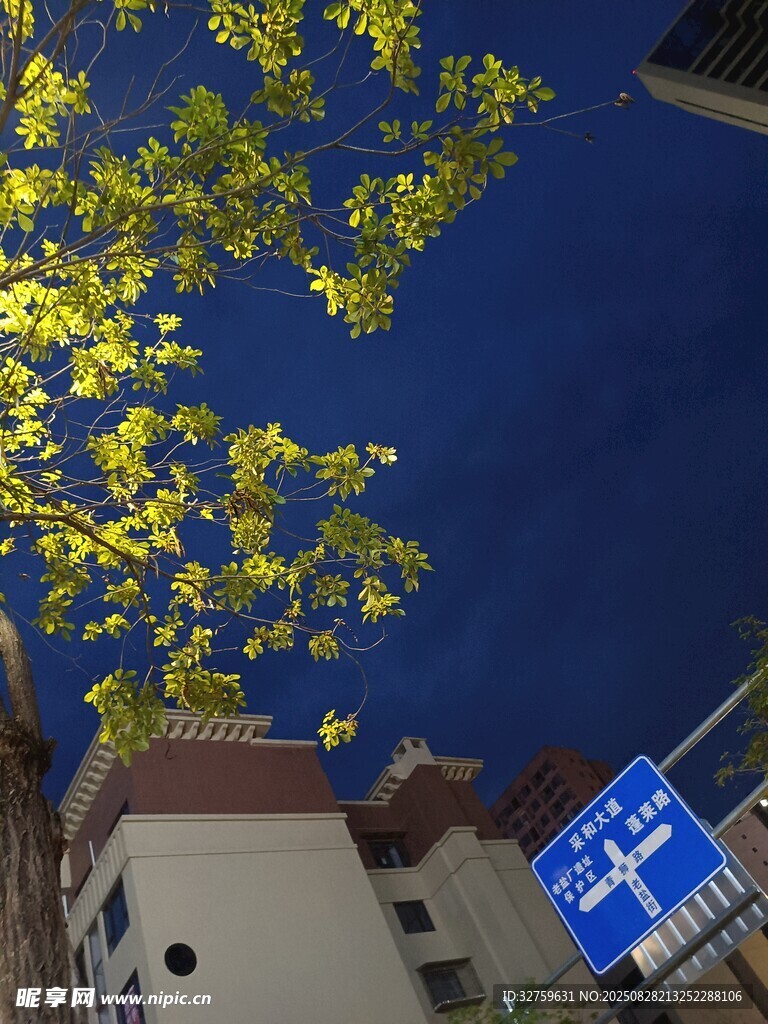 夜色中街道旁的黄叶与路牌