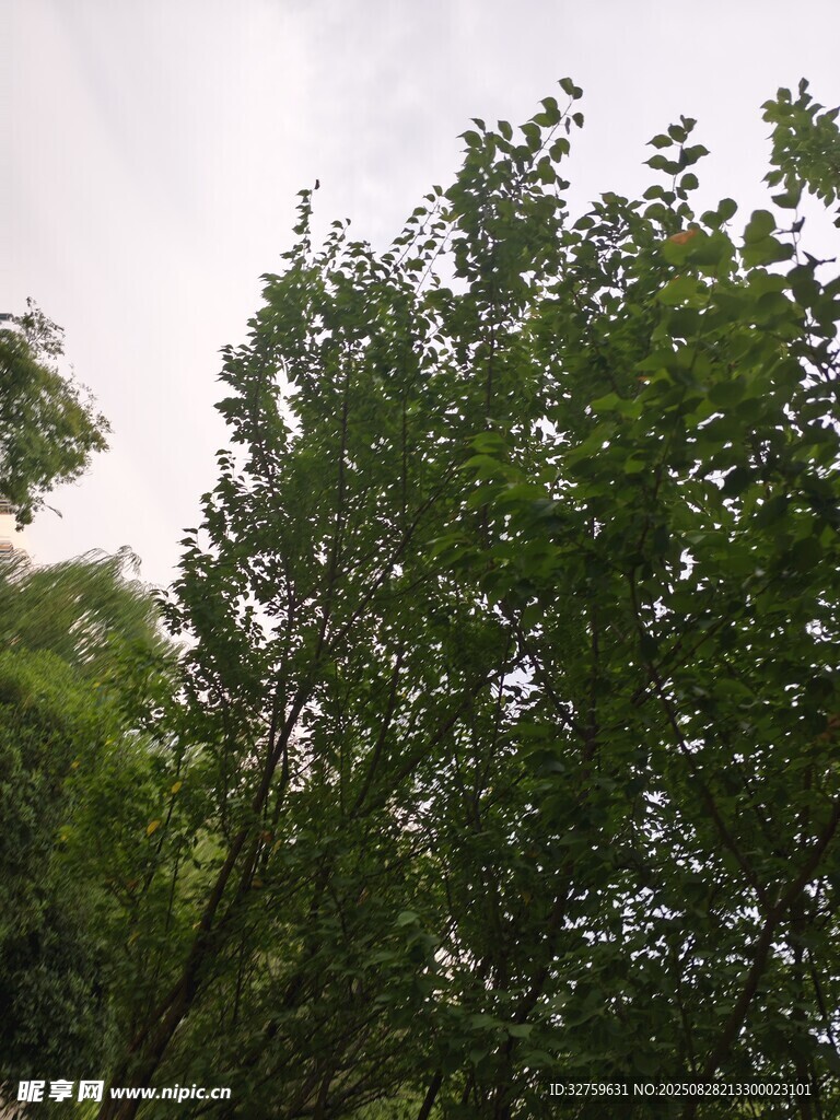 茂密绿树展现自然生机