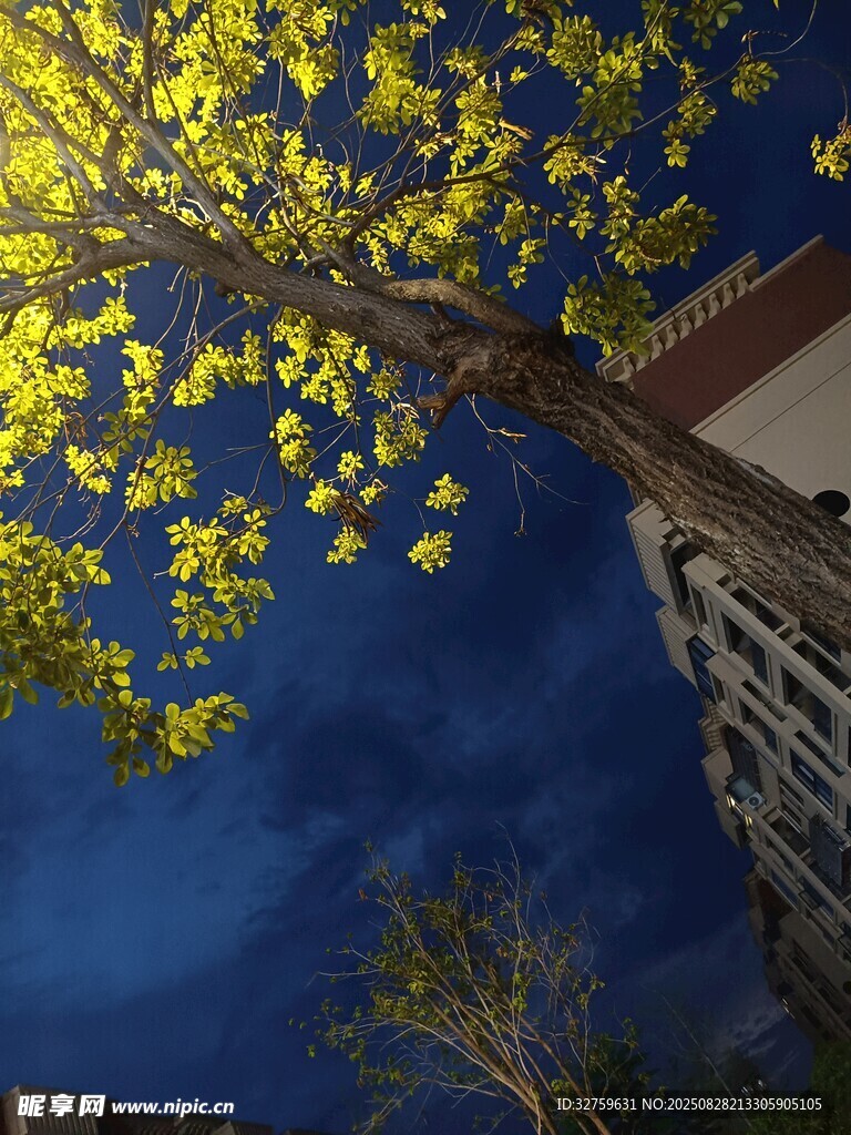 夜空下的繁茂树木