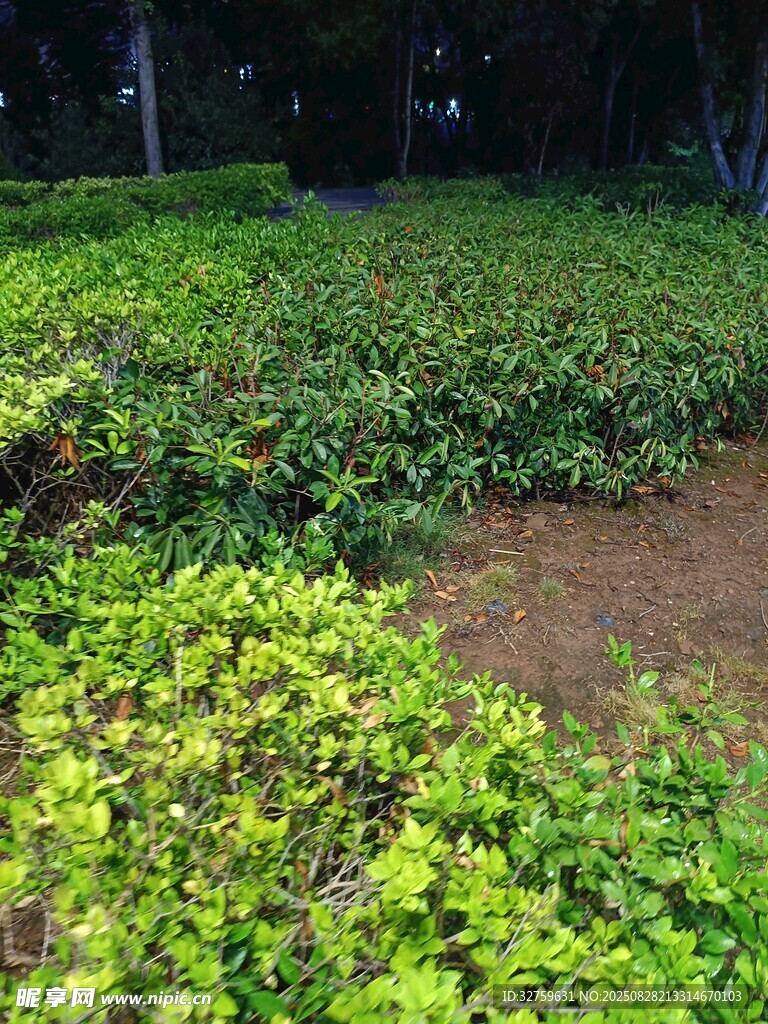 绿意盎然的植物景观