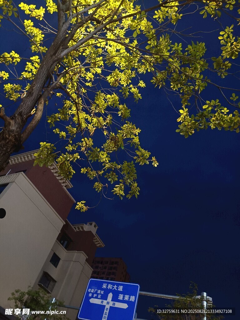 夜色中树梢下的路标
