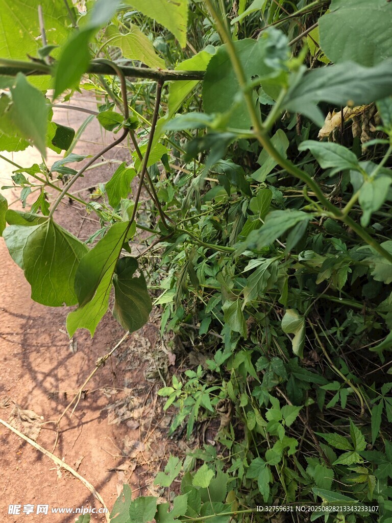 绿叶繁茂的庭院一角
