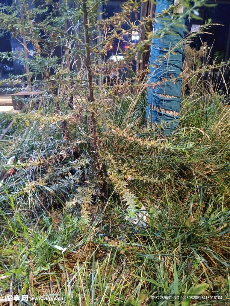 森林中的奇特树根景观