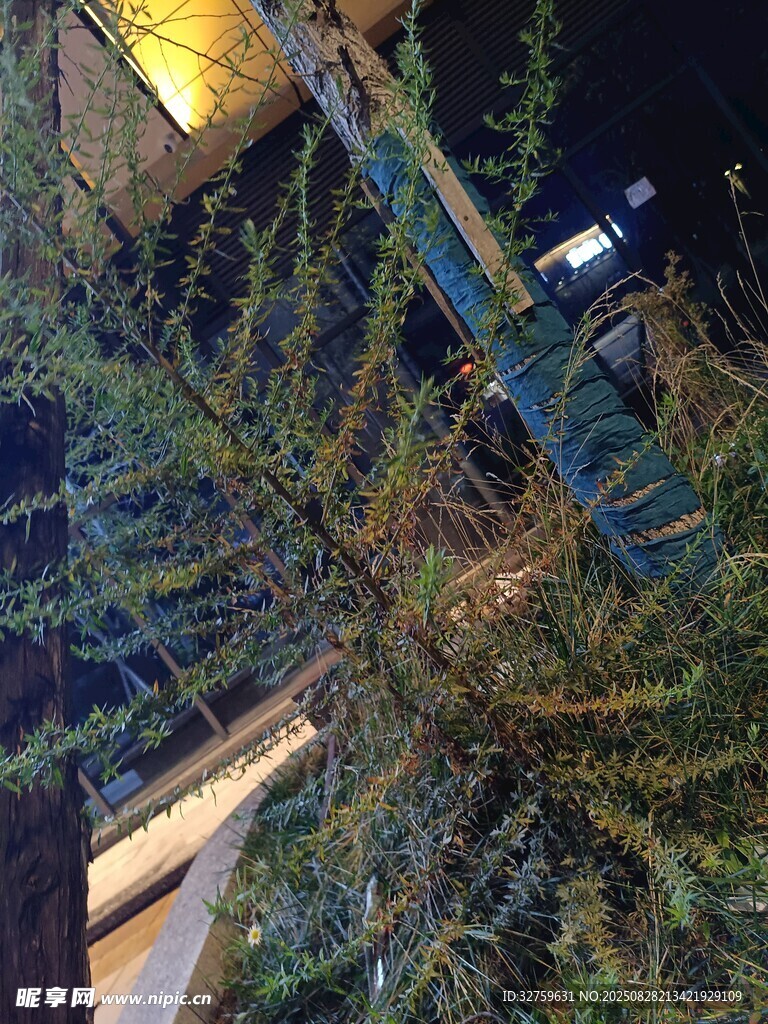 夜晚灯光下的繁茂绿植