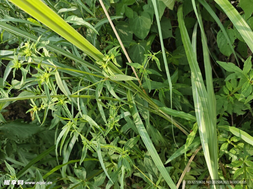 翠绿繁茂的野草植物
