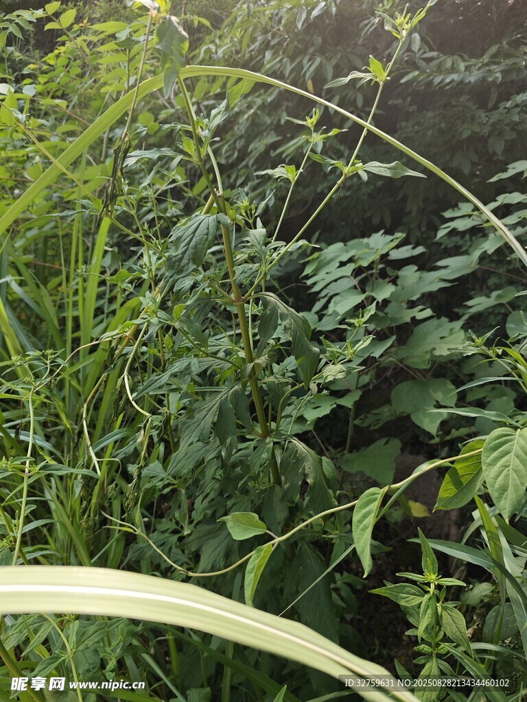 野外繁茂的绿色植物景观