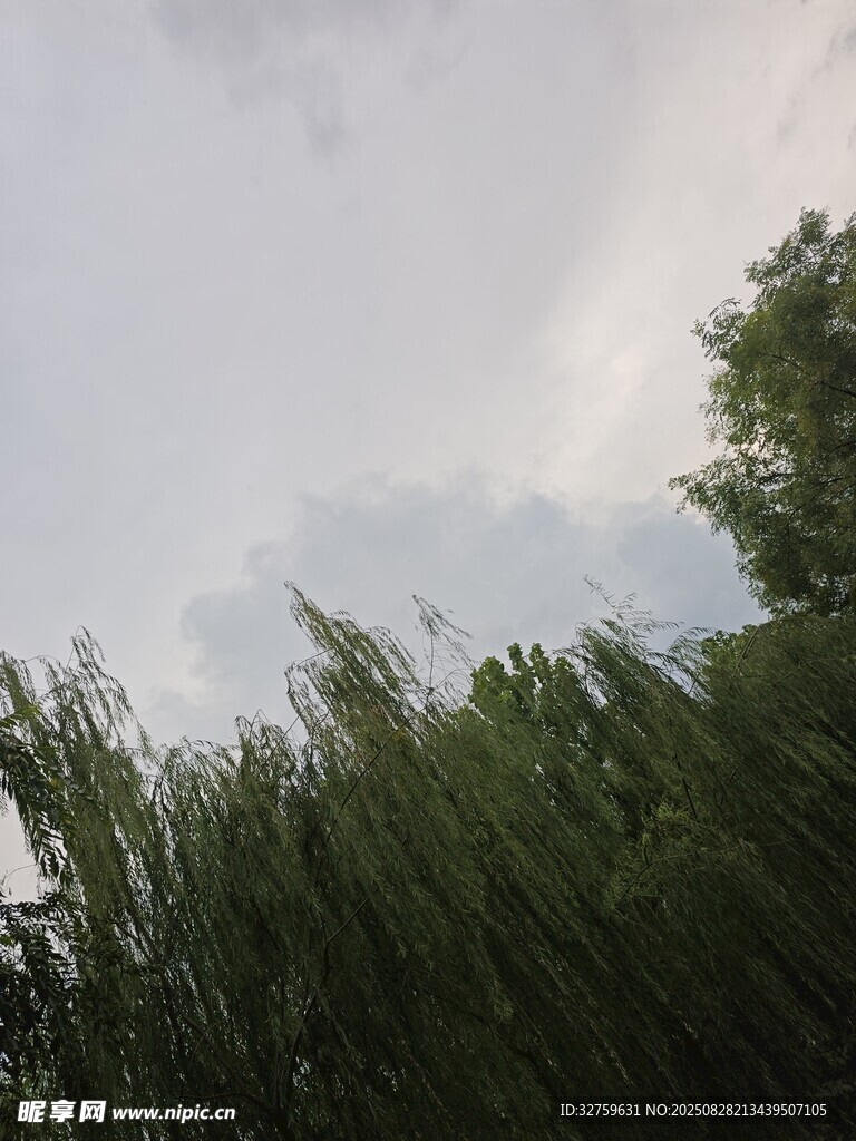 垂柳映天景
