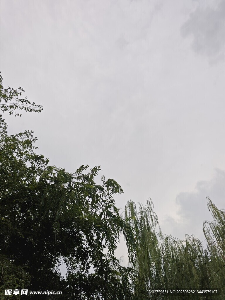 阴天中的绿树景致