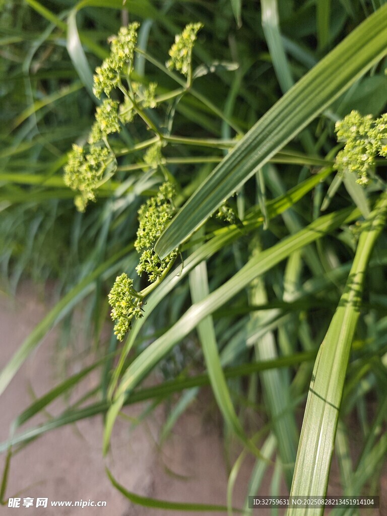 翠绿葱郁的野草花卉