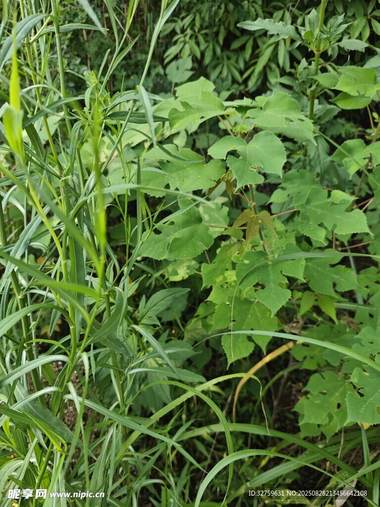 茂密绿色植物景观