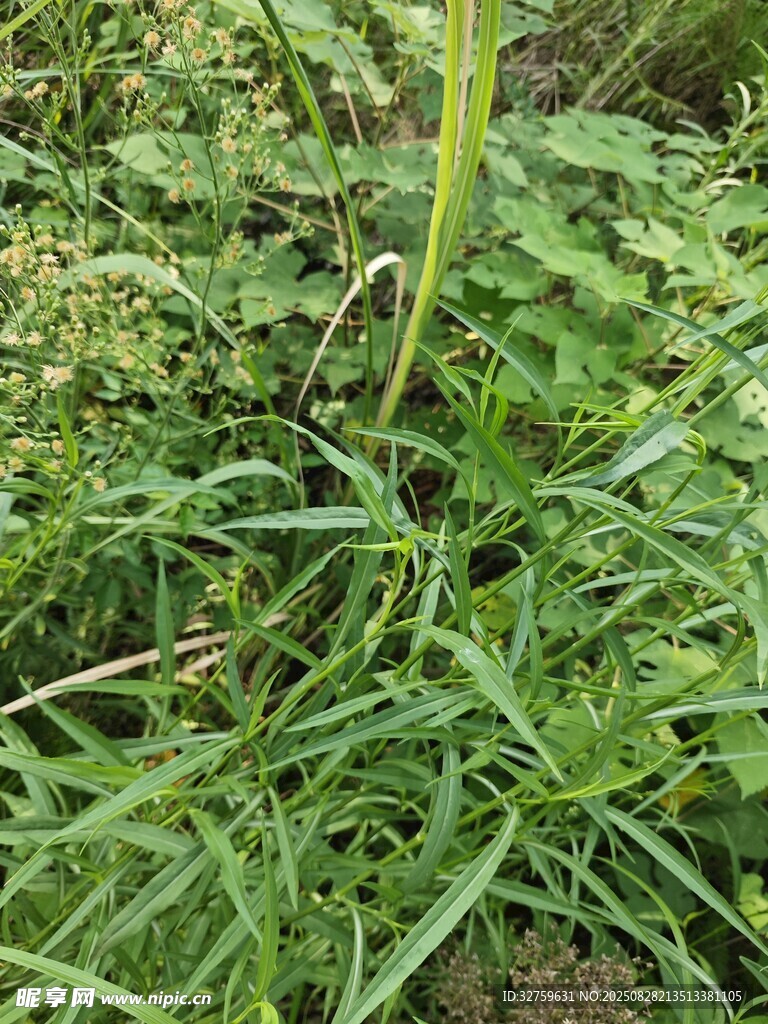 田野中生长的绿色细长植物