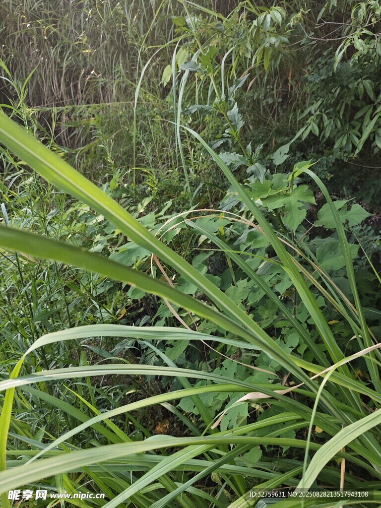 茂密绿植景观