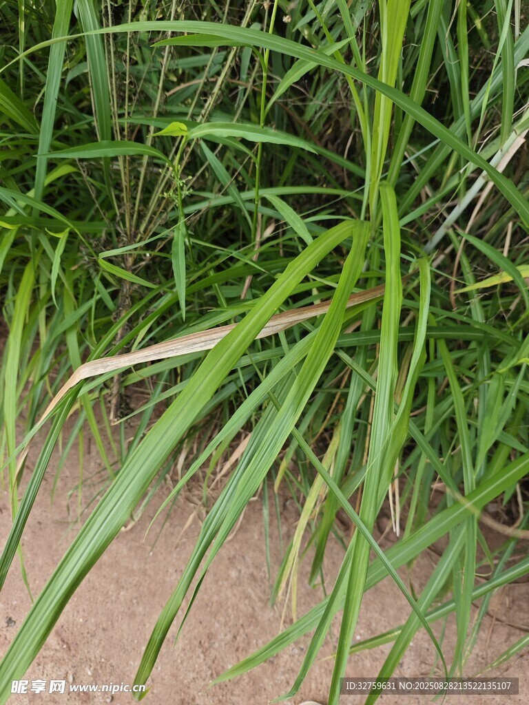 翠绿细长的野草特写
