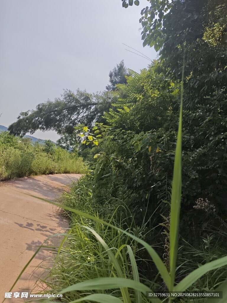 林间小径