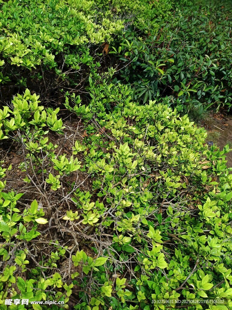 翠绿繁茂的地面绿植景观