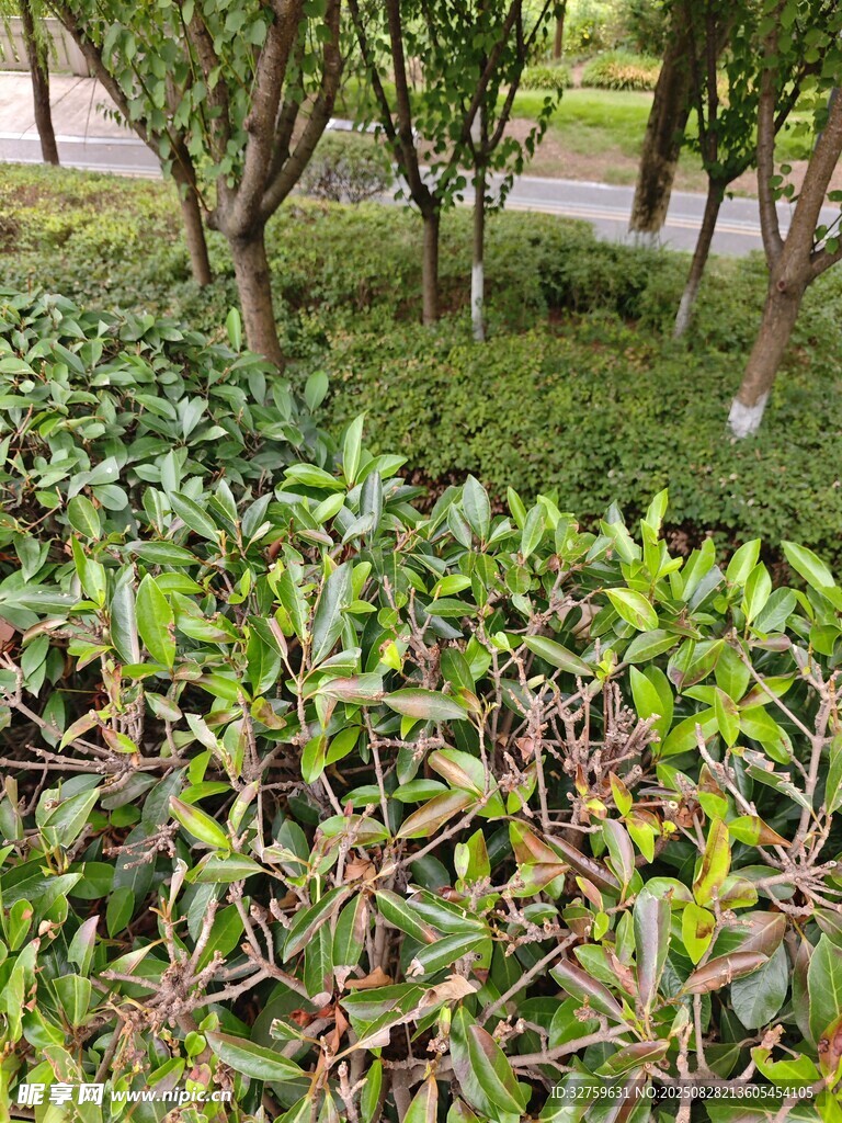 绿意盎然的茶园植物景观