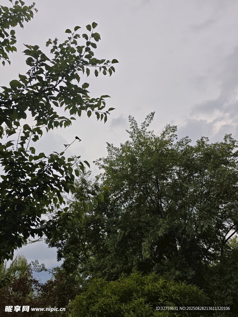 绿树蓝天间的自然景致
