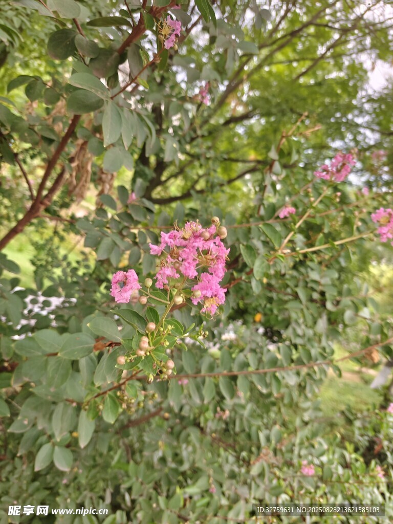 枝头绽放的娇艳粉色花朵