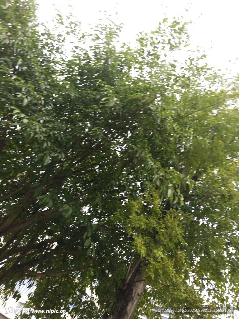 茂盛绿树展现盎然生机