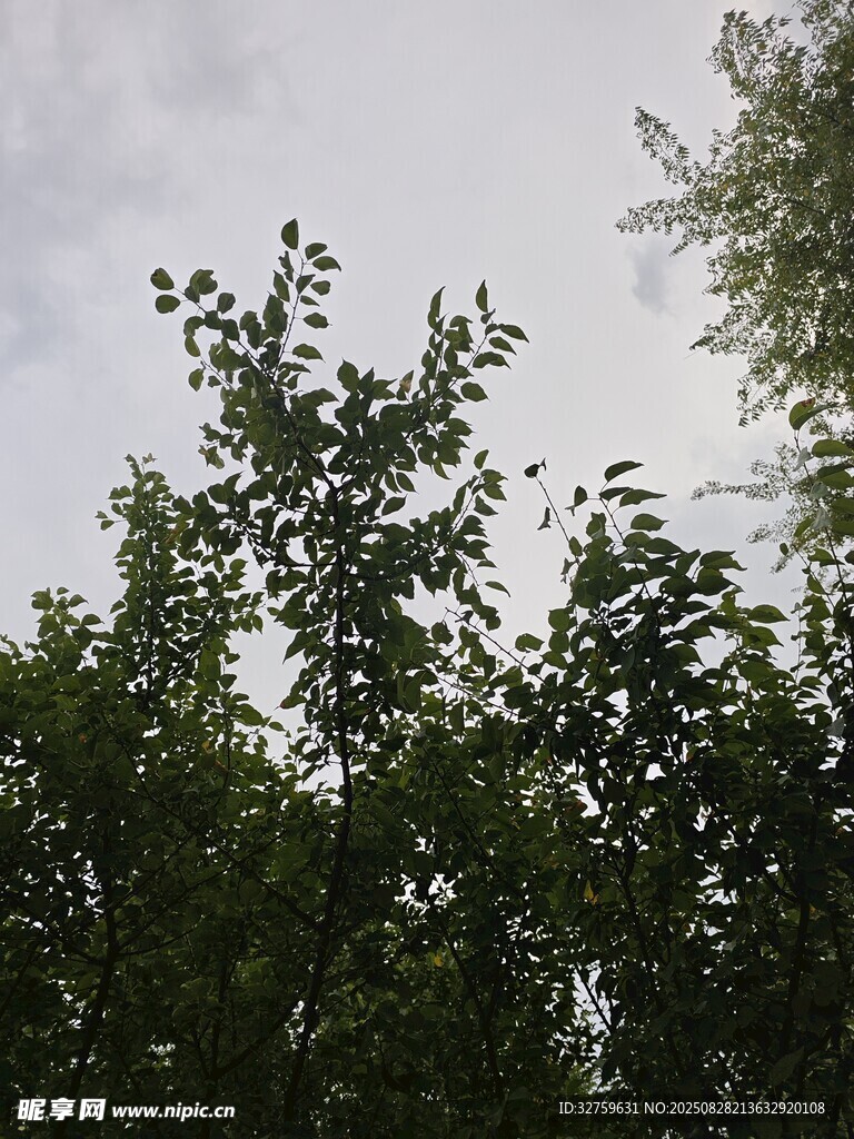 仰视绿树蓝天景象